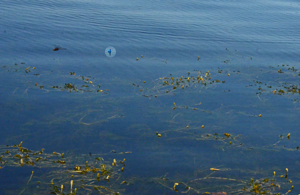 image of bobber placed near cabbage weeds