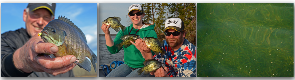 image of pre spawn panfish