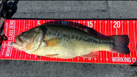 Link to fishing article about catch and release bass fishing