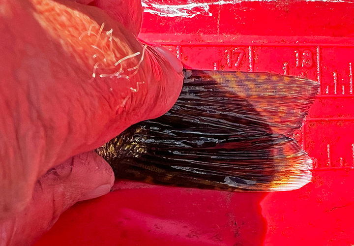 image shows correct way to measure fish length using a bump board