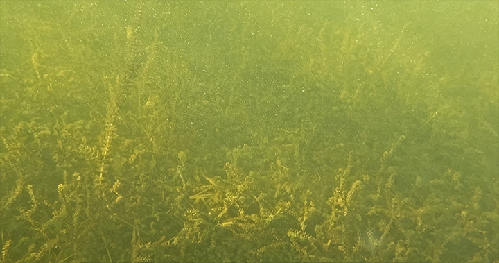 image of shallow weedy flat on Lake Winnibigoshish