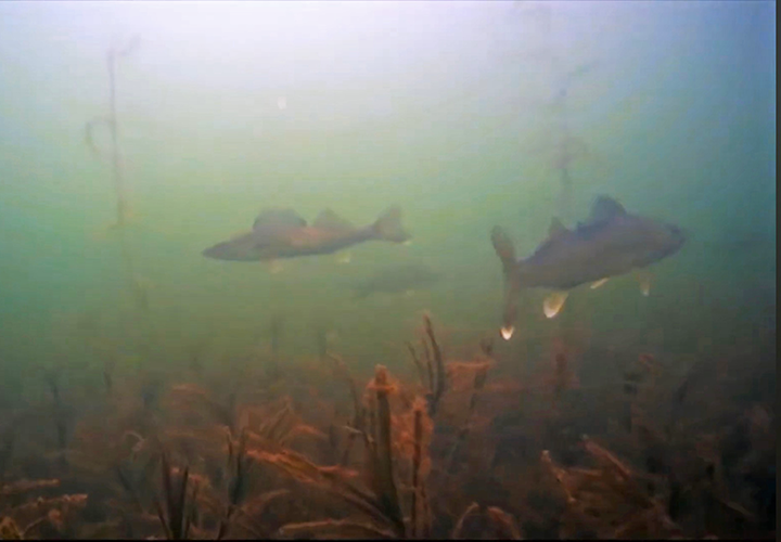 image of walleyes hovering over weed tops