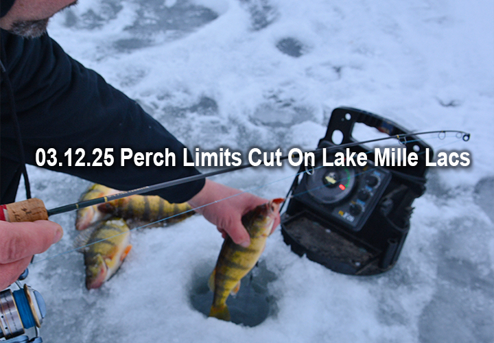 image links to story about perch limit cuts on Lake Mille Lacs
