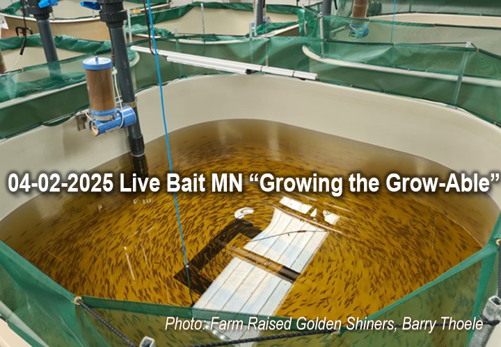 image links to article by Jeff Sundin about growing golden shiners in Minnesota Aquaculture industry