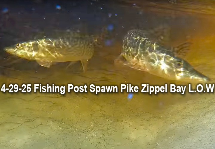 image links to fishing article by Jeff Sundin about fishing post spwn northern pike at Zippel Bay