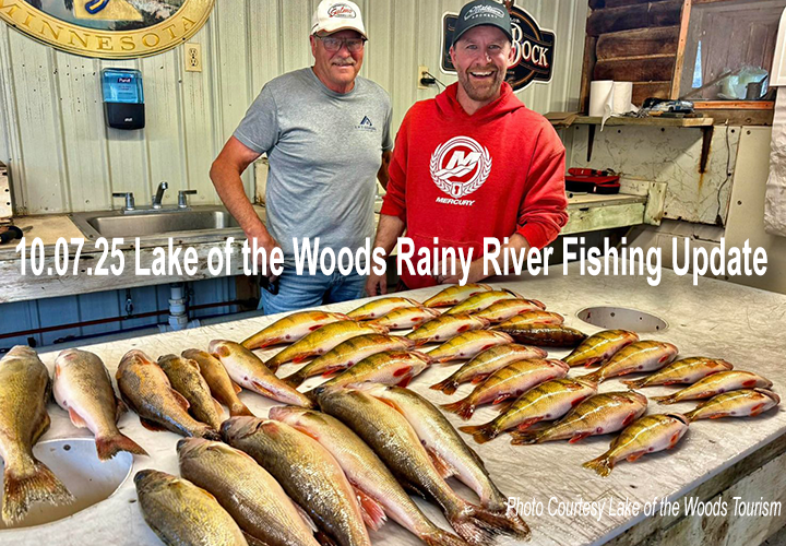 image of walleyes and perch stacked up on fish cleaning table on Lake of the Woods
