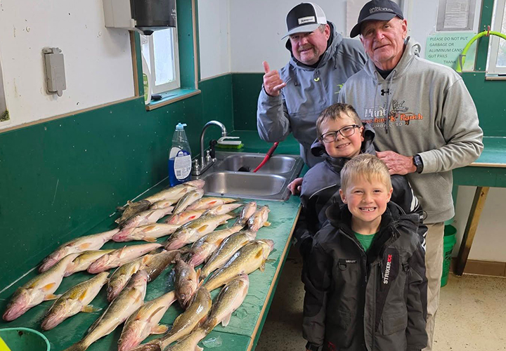 image of angling group with limits of walleye from Lake of the Woods
