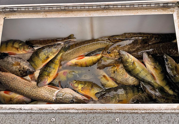 Mixed bag of perch, pike, walleye, bass and rock bass