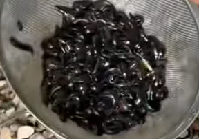 image of live leeches used for bait to catch fish.