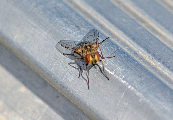 image of flesh fly on the gunwale of Jeff Sundin's boat