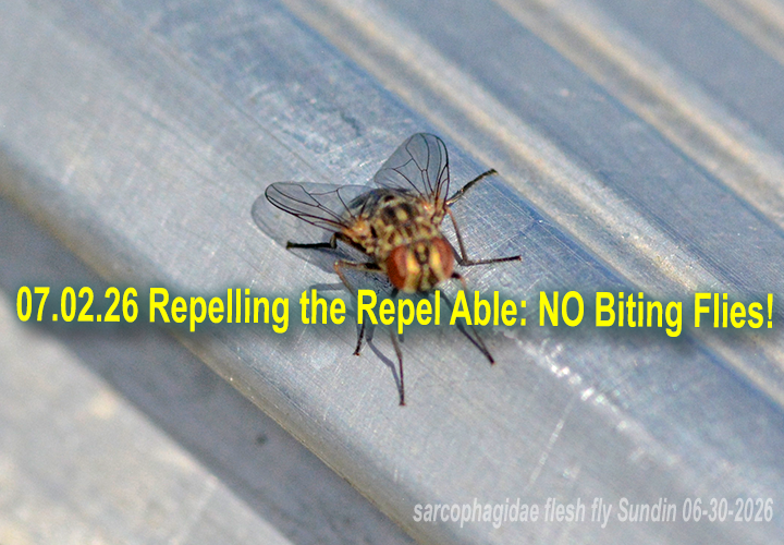 image links to article about protections against biting flies