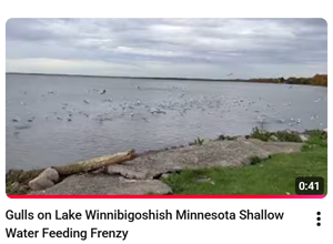 image links to video of gulls on lake winnibigoshish having a feeding frenzy