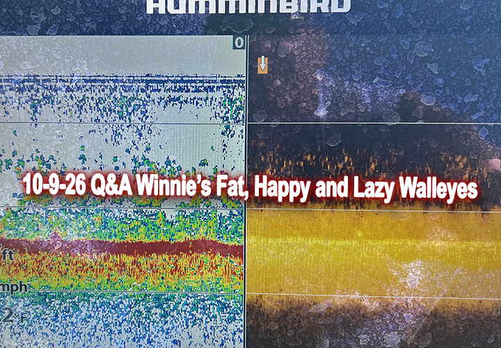 image links to fishing report about lake Winnie's fat and well fed walleyes