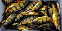 image links to fishing article about catching more jumbo perch on your ice fishing trips