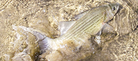image links to fishing article about catching white bass