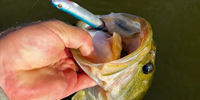 image links to fishing article about bass fishing lures for catching huge bass on the surface
