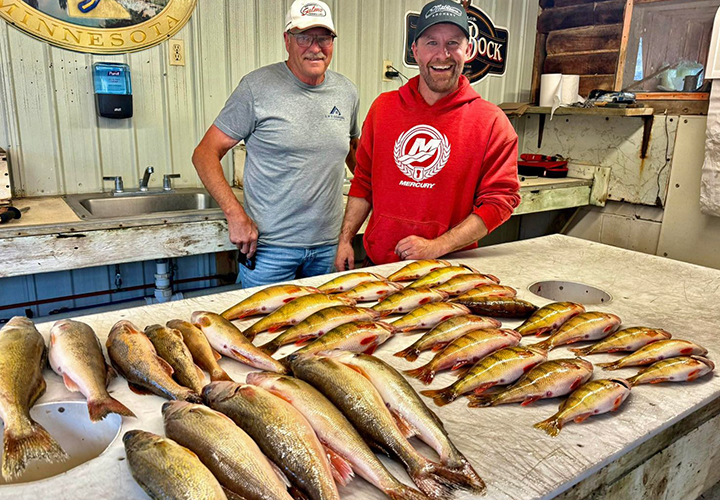 image of anglers with big haul of perch and walleyes from Lake of the Woods